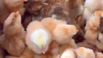 Baby Chicks