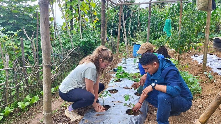 Jackie transplants tomatoes with her supervisor, Bimal K., in Nepal.