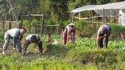 Bio-Intensive Gardening in Nepal