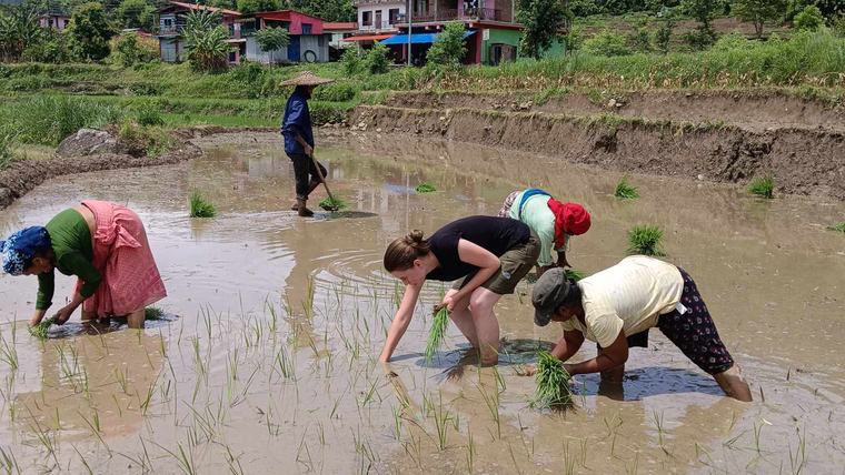 PCV Shay participates in rice planting with women from her community.
