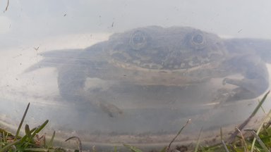 An aquatic frog smiles from a glass container