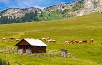 Field in mountains with cows