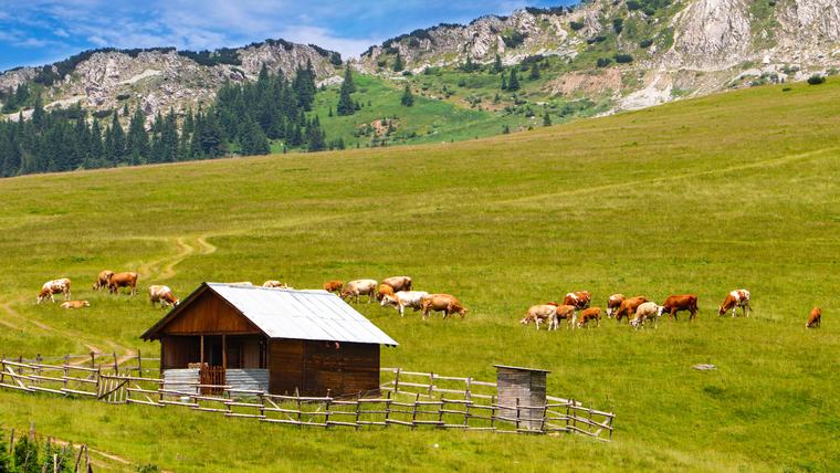 Field in mountains with cows