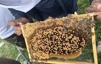 honey comb