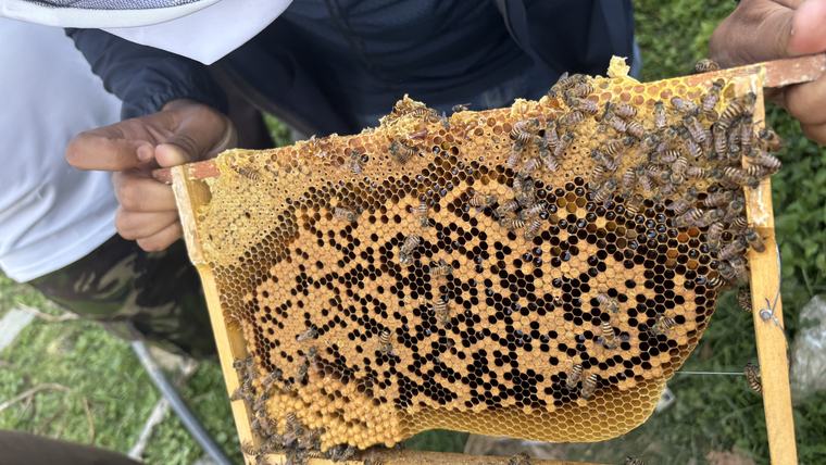 honey comb