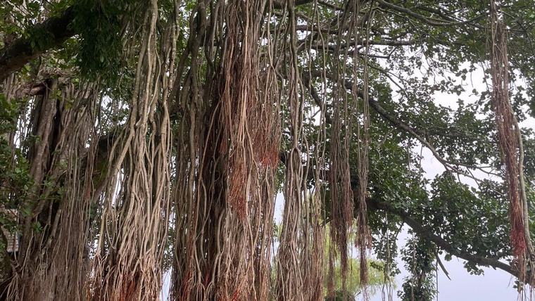 tree