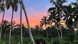 sunset palm tree landscape