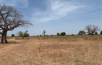 land