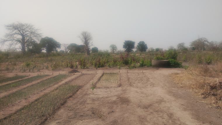garden