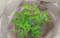 tree seedling