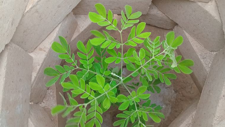 tree seedling