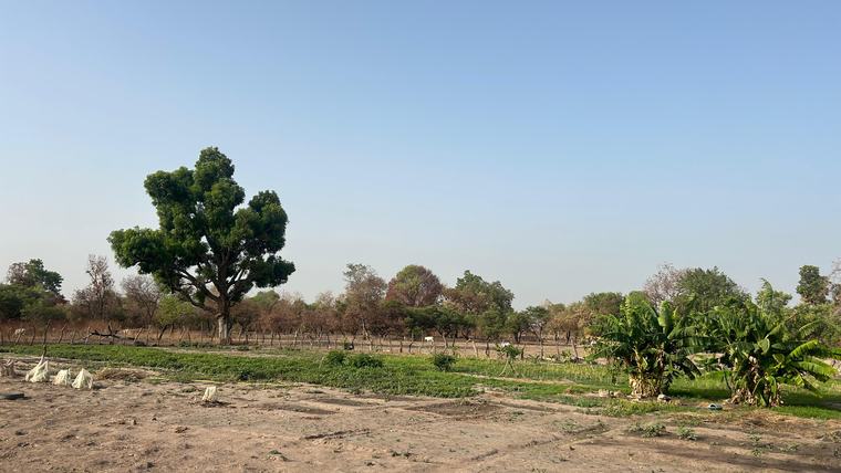 garden