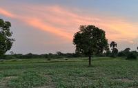 tree in field