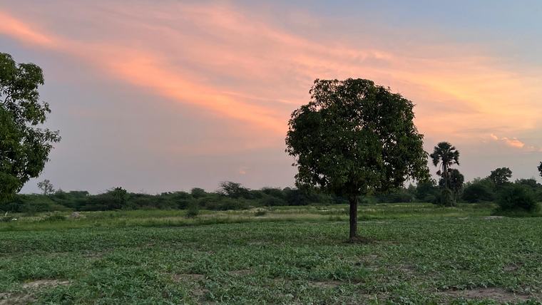 tree in field