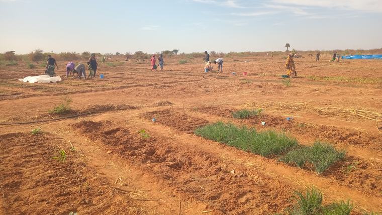 farm land