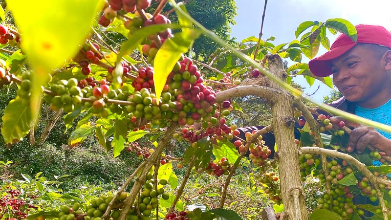 •	A man picks coffee cherries on a Panamanian coffee farm that Roca sources from.