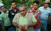 Cacao