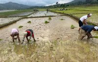 Rice fields timor-leste