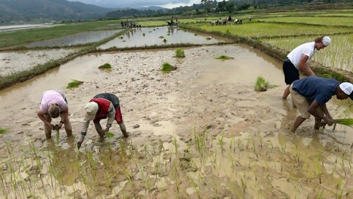 Rice fields timor-leste