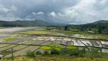 Rice Paddies in Timor-Leste