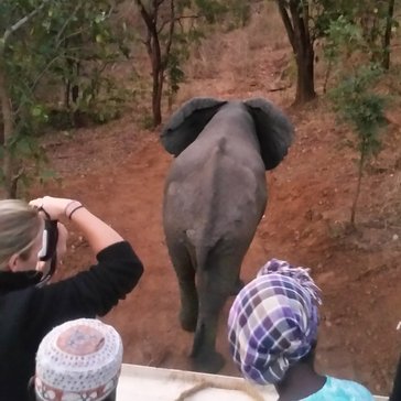 Recording the release of an elephant bull into the wildlife reserve during the first phase of the wildlife translocation.