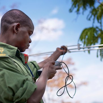 Reserve Ranger Bernard Moses radio-tracking collared elephants.