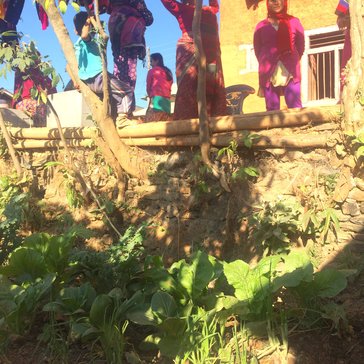 Results of the biodiverse gardens: an abundance of vegetables, including monstrous red Russian kale.