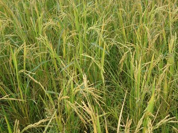Rice crop growing
