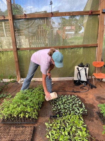 Watering seedlings in the nursery.