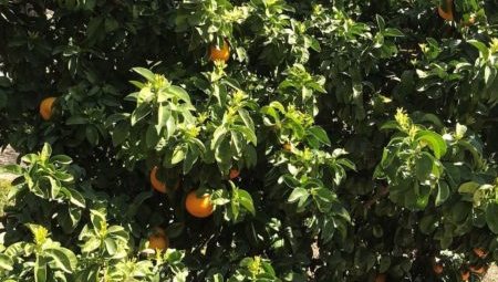 Fruiting orange trees