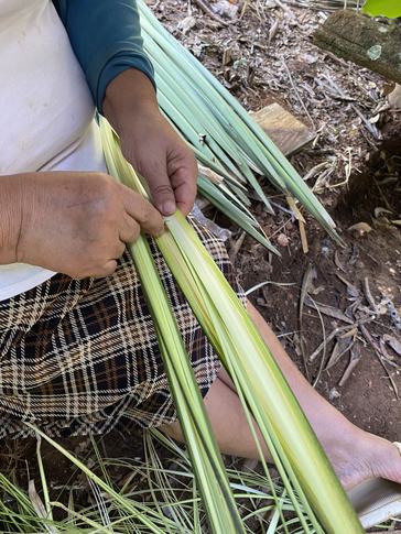 In Panama, sombreros are made from chonta fibers harvested from the spiny palm tree.