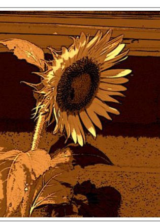 A photo Narney took of a sunflower to accompany his poem.
