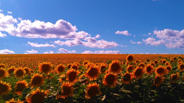 A field of sunflowers