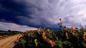 Sunflowers line a dirt road with storm clouds above