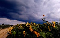 Sunflowers line a dirt road with storm clouds above