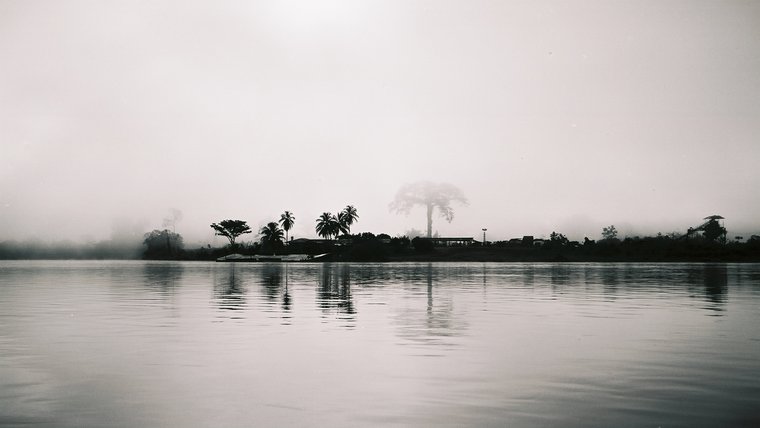 Tree in Suriname