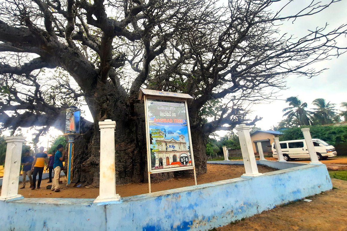 A massive, ancient Baobab tree with a gargantuan, elephant-like trunk and a vast canopy of tangled, leafless branches that stretch wide over a low blue and white perimeter fence.