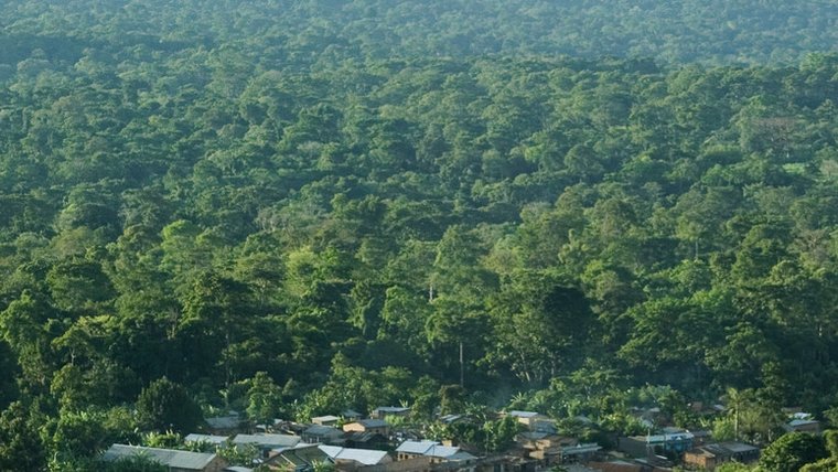 trees in Uganda