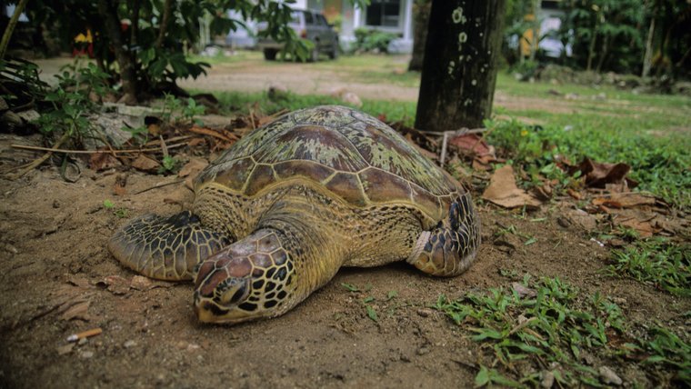 Turtle