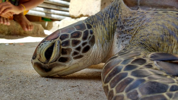 Turtle