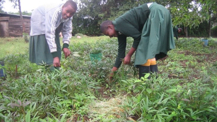 Caring for vegetables