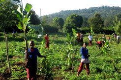 Form One students helped to plant banana seedlings