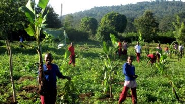 Form One students helped to plant banana seedlings