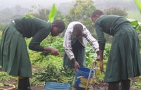 PermaGarden members rinsed sweet potato leaves.