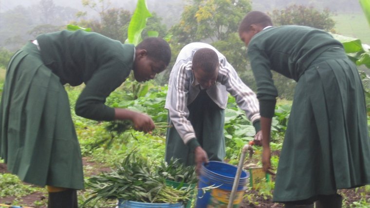 PermaGarden members rinsed sweet potato leaves.