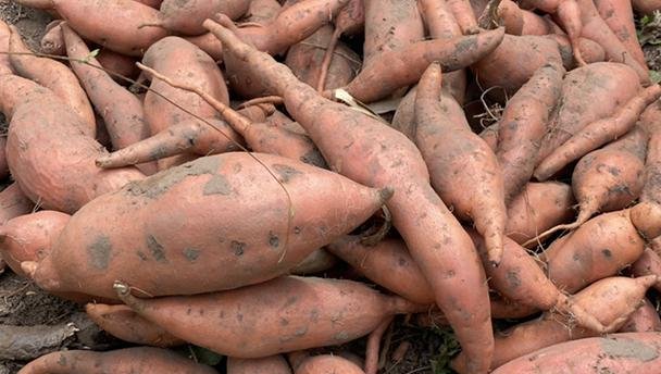 Sweet potatoes in Ghana