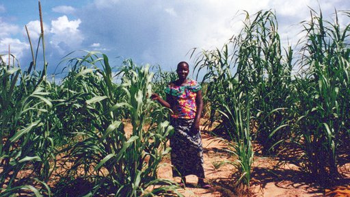 Woman stands in agricultural field