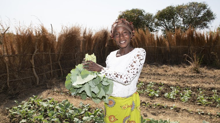 Woman harvesting greens in Zambia