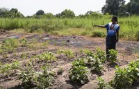 Woman points to crops