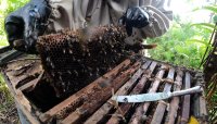 New beekeepers open a beehive for the first time.